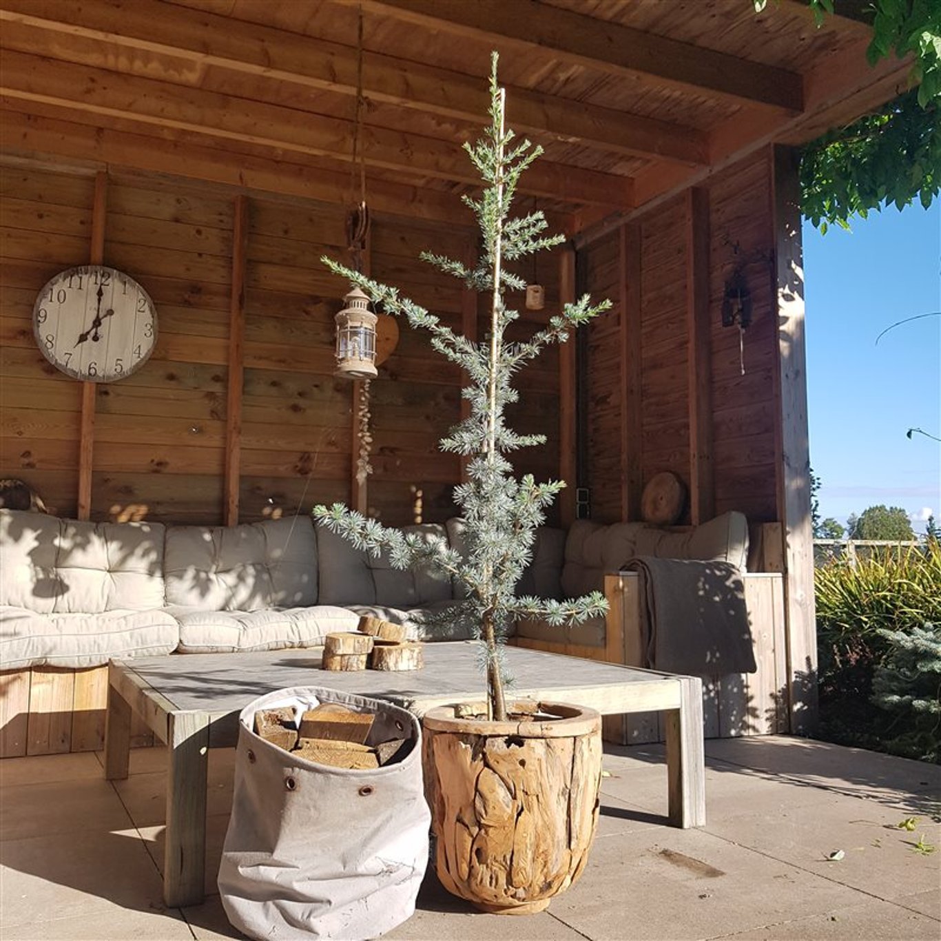 Libanonceder – Cedrus libani 'Glauca' - C7.5 80-100 CM